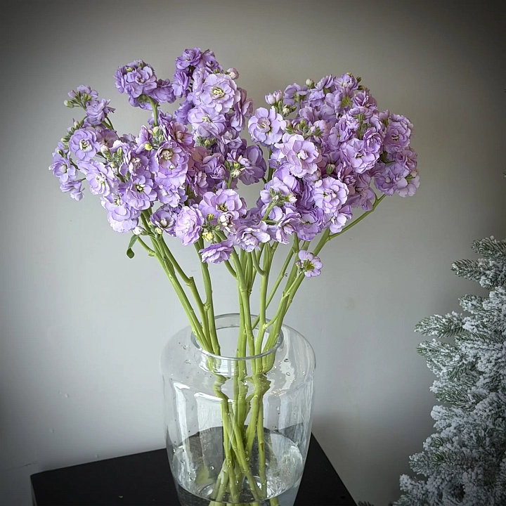 Пачка маттиолы кустовой лавандовой оптом №2258